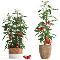 Decorative tomato on a white background in pots