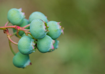 Obraz premium Blueberry Collective