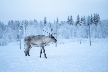 Reindeer standing on a snow and looking right in Äkäslompolo, Lapland, Finland