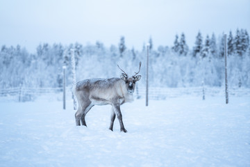 Reindeer standing on a snow and looking at the camera in Äkäslompolo, Lapland, Finland