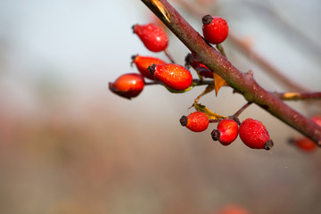 Hagebutte, Heckenrose