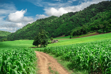 soil paths flanked by green growing corn field on hill