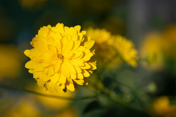 Golden Yellow Coreopsis Flower in Afternoon Sun - 290275103
