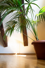 Interior of empty attic floor living room with dark beams ceilings and palm leaves in flower pot with shadow in light background.