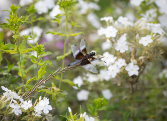 Widow Skimmer Dragonfly on a White Phlox  - 290275147