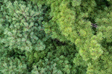 Aerial View of Pine Tree Needles - 290275174