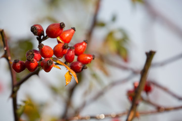 Hagebutte, Heckenrose
