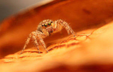 spider on leaf