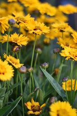 Mädchenauge (Coreopsis grandiflora)