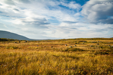 Fototapeta na wymiar Tundra - Northern Landscape