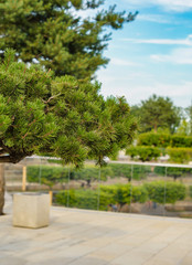 Fototapeta na wymiar coniferous plant, pine in the park, beautiful view in the park, ornamental plant, smartphone wallpaper, background