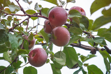 Obraz premium Red apples on apple tree branch
