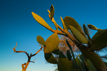 Solitaire, Namib Naukluft National Park, Namibia, Africa