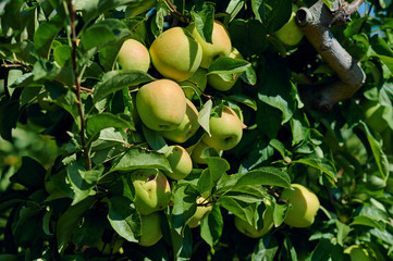 Golden delicious apples on a tree