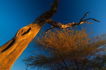 Solitaire, Namib Naukluft National Park, Namibia, Africa