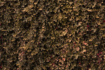 ivy wall, weaving plant, background, for website design