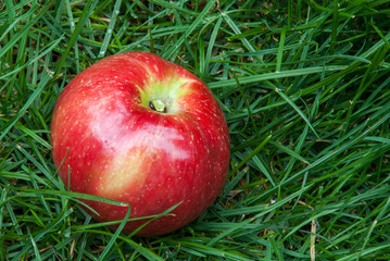 red apple lying on green grass