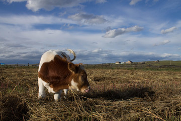 Bull on summer field in Russian villege