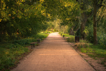 Path through the forest during a beautiful morning near Piaseczno, Poland