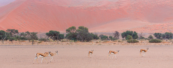 Springbok (Antidorcas marsupialis), Namib Naukluft National Park, Namibia, Africa