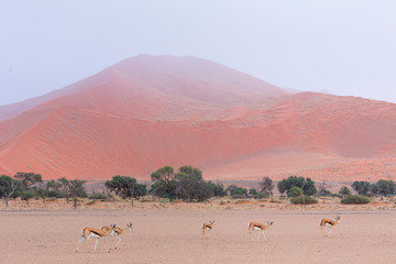 Springbok (Antidorcas marsupialis), Namib Naukluft National Park, Namibia, Africa