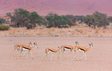 Springbok (Antidorcas marsupialis), Namib Naukluft National Park, Namibia, Africa