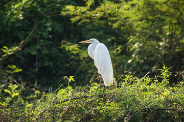 Great White Egret in forest environment, Pantanal,Brazil