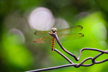 dragonfly on leaf