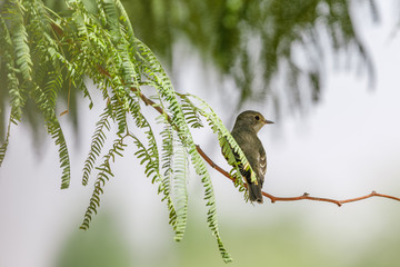 Luttle flycatcher