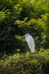 Great White Egret in forest environment, Pantanal,Brazil