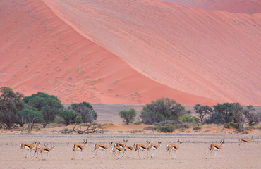 Springbok (Antidorcas marsupialis), Namib Naukluft National Park, Namibia, Africa