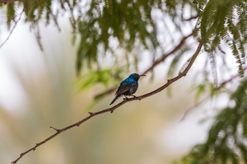 Shiny male palestine sunbird on branch