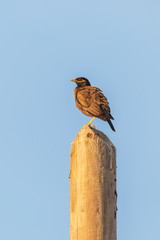 Mynah with fluffed feathers on a wooden pole