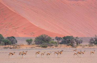 Springbok (Antidorcas marsupialis), Namib Naukluft National Park, Namibia, Africa