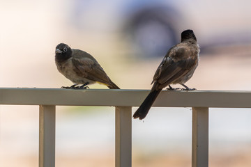 Pair of white-spectacled bulbul sitting on metal fence
