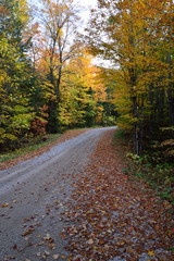 Obraz premium fallen leaves on a country road