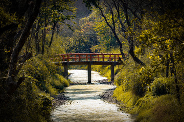 Fototapeta premium bridge in the park