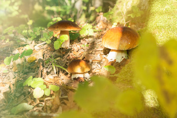glade with mushrooms on the edge of the forest. autumn is the time of mushrooms.