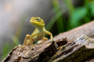 indian garden lizard