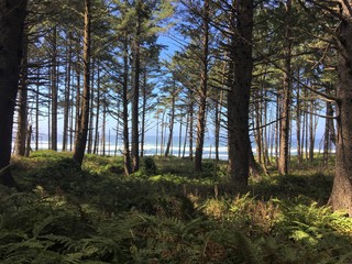 morning in the forest