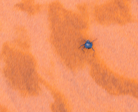 Long-legged darkling beetle (Stenocara dentata), Namib Naukluft National Park, Namibia, Africa