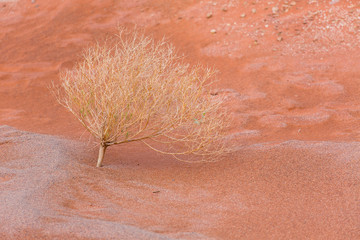 Sand Dunes, Namib Naukluft National Park, Namibia, Africa