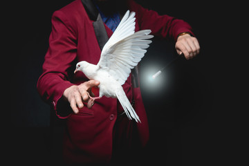 Magician man shows trick with trained white dove bird and magic wand