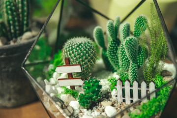 Market of flowers, mini cactus in pots shelves sold