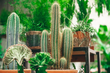 Market of flowers, mini cactus in pots shelves sold