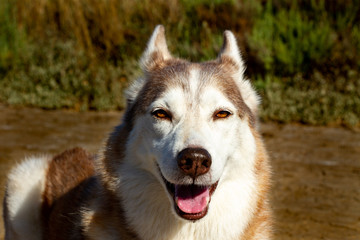 Husky de sibérie