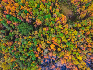 Fototapeta na wymiar Beautiful autumn forest with yellow and red trees, aerial top view