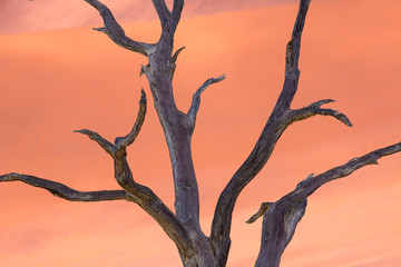Deadvlei, Sossusvlei Salt Pan, Namib Naukluft National Park, Namibia, Africa