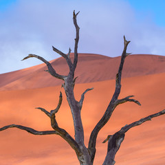 Deadvlei, Sossusvlei Salt Pan, Namib Naukluft National Park, Namibia, Africa