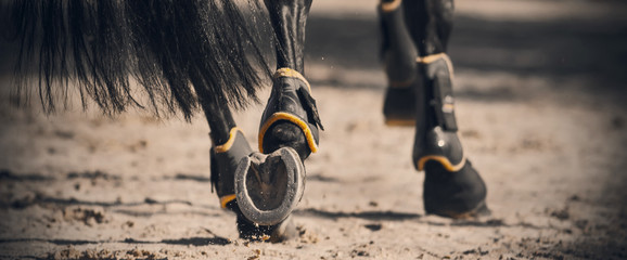 The shod hooves of a black horse, with a glossy long tail galloping across the sandy arena in the...